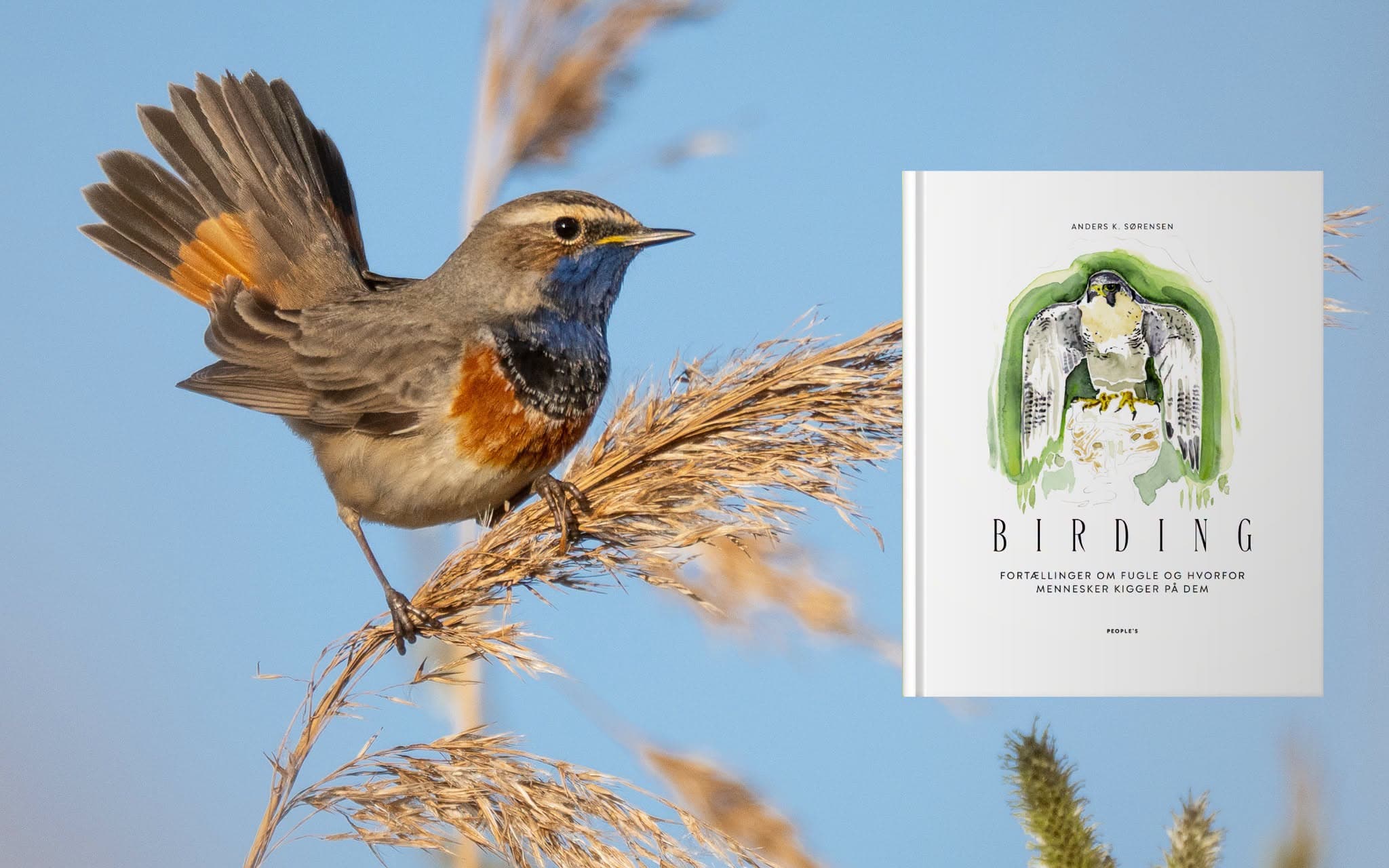 Birding: Fortællinger om fugle og hvorfor mennesker kigger på dem
